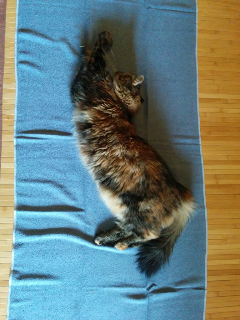 Kitty on yoga towel