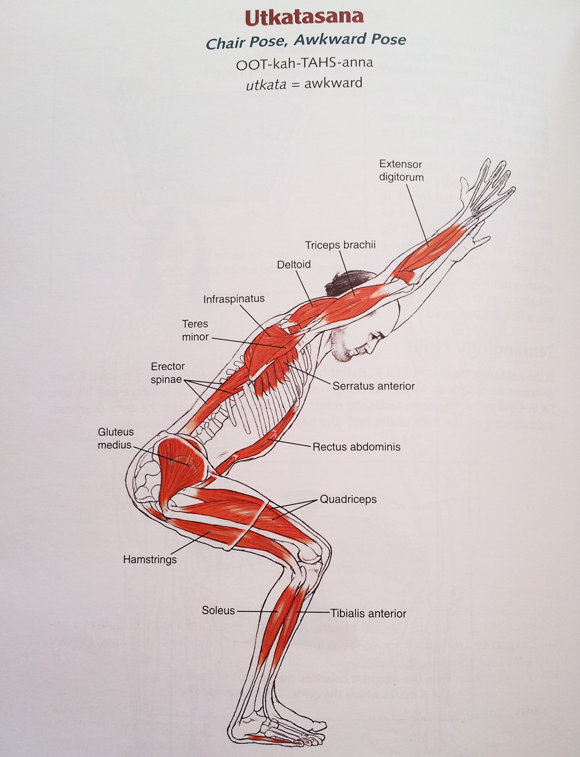 Yoga Anatomy - 2nd Edition review - HathaYoga.com