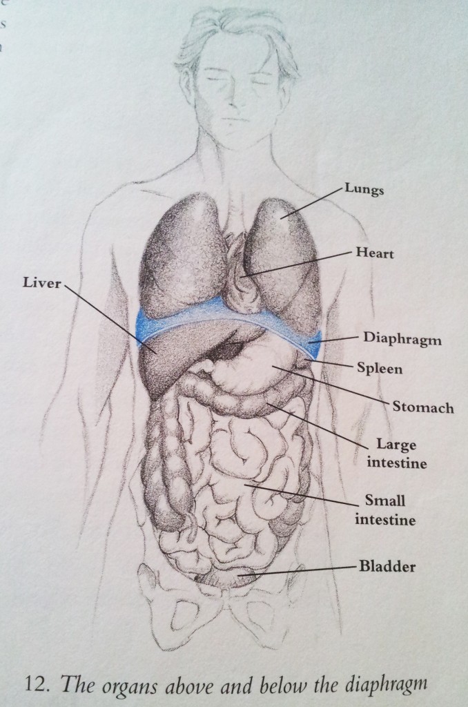 breathing-book-diaphragm
