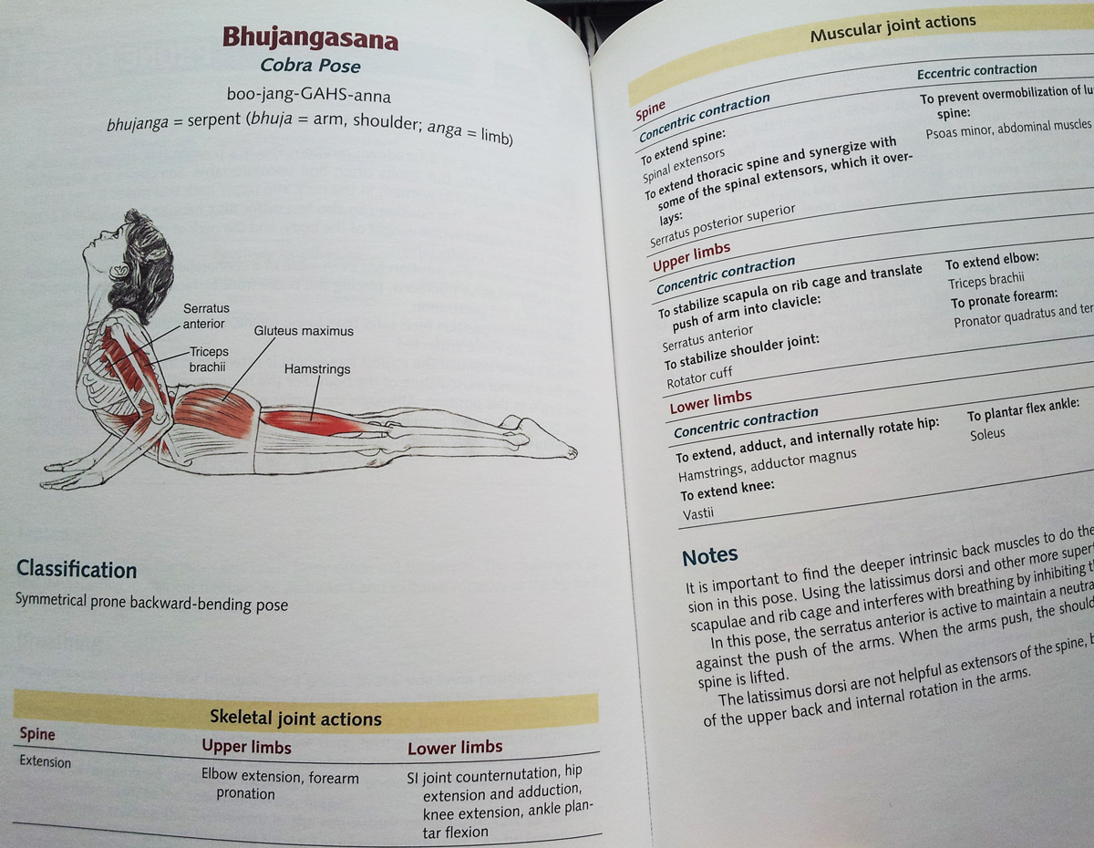 The Knee Joint And Yoga: An In-depth Guide - Yoganatomy