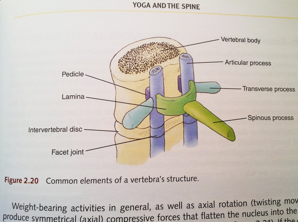 yoga-anatomy-spine