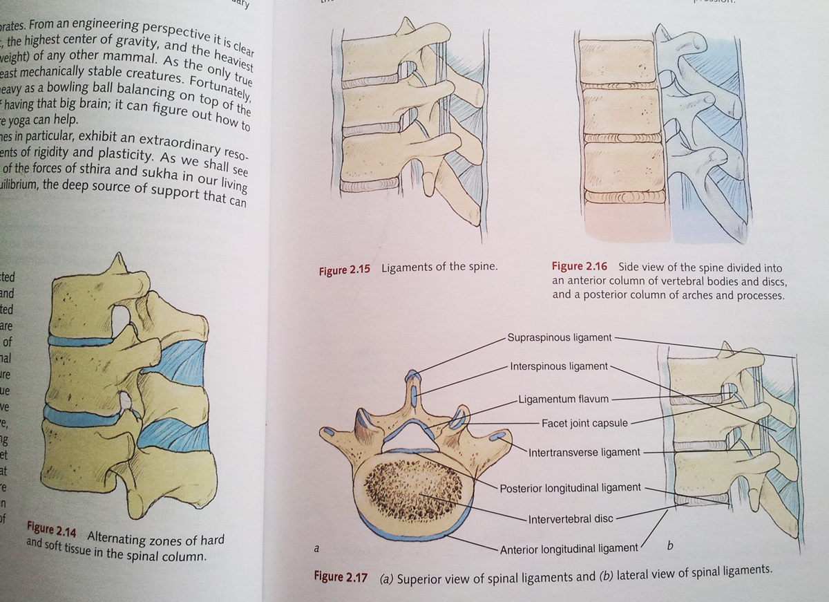 yoga-anatomy-spine-2